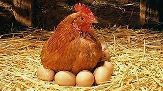 Layers (Poultry)