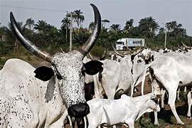 Cows
