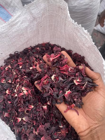 Hibiscus