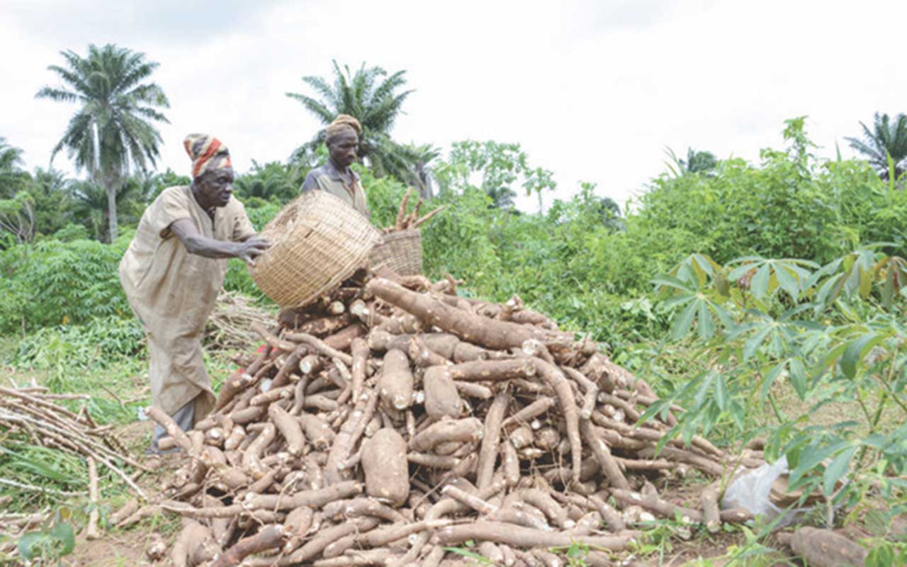 Cassava