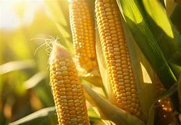 Maize